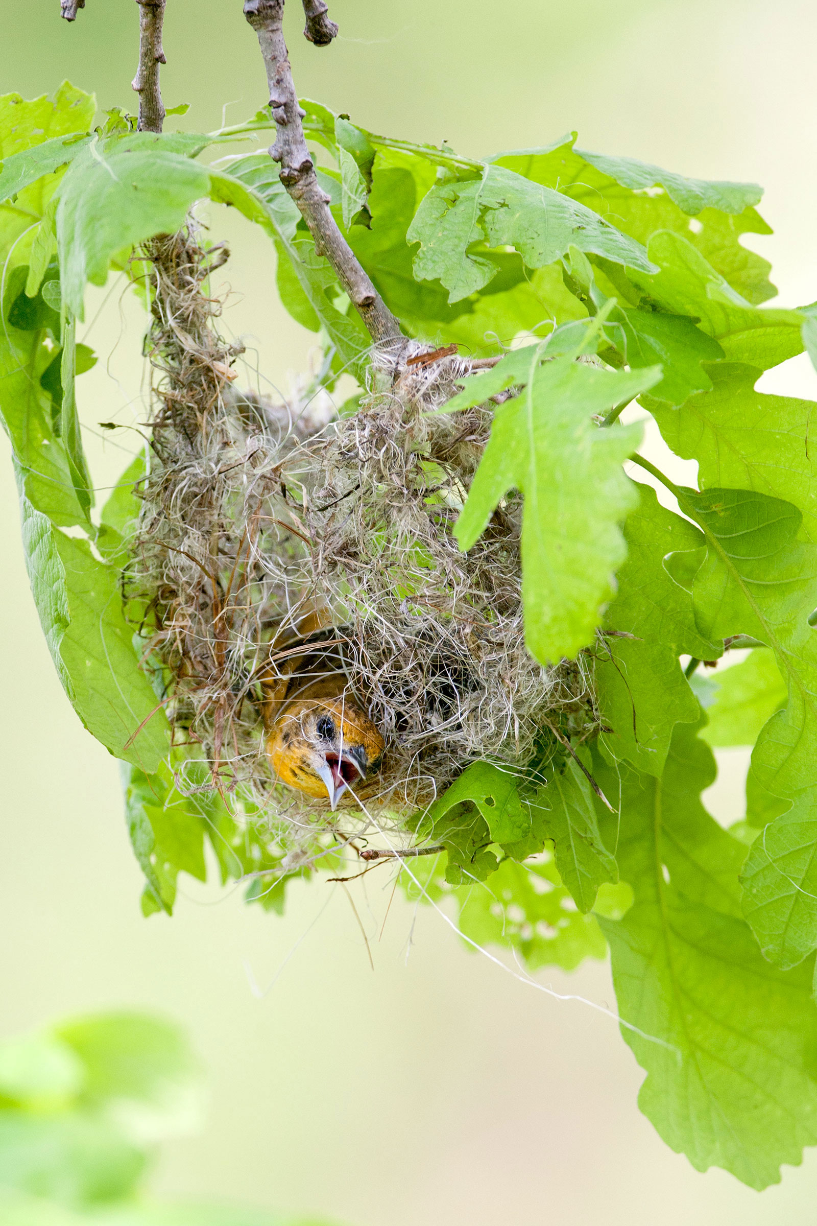 Detail Images Of Nests Nomer 19