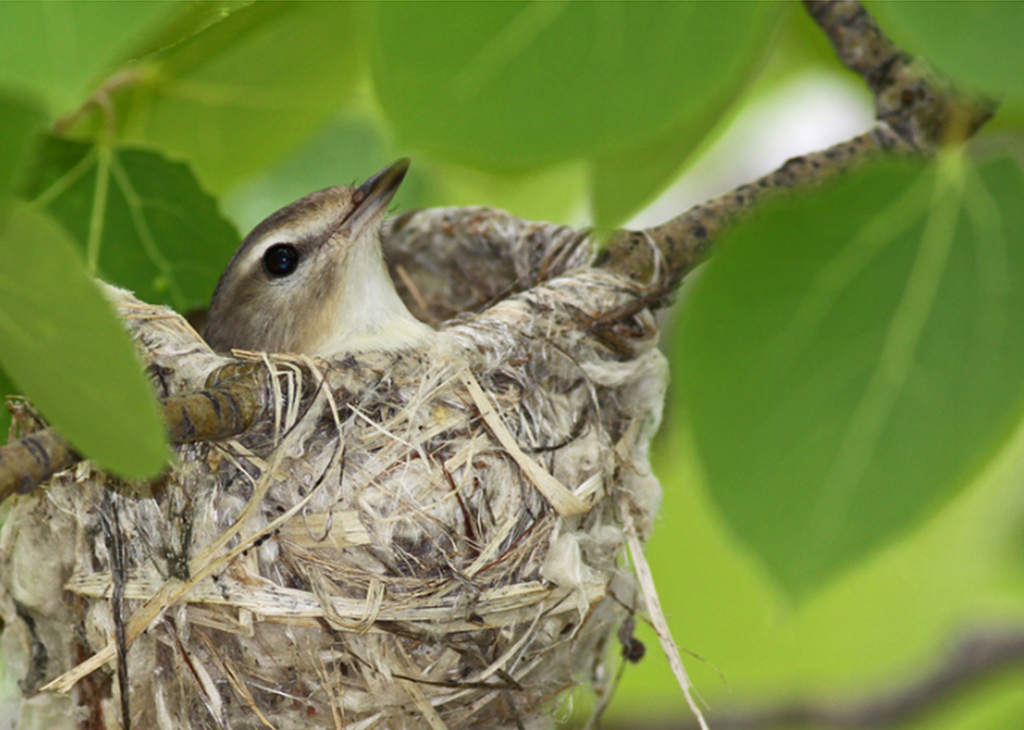 Detail Images Of Nests Nomer 26