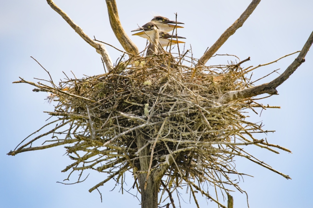 Detail Images Of Nests Nomer 34