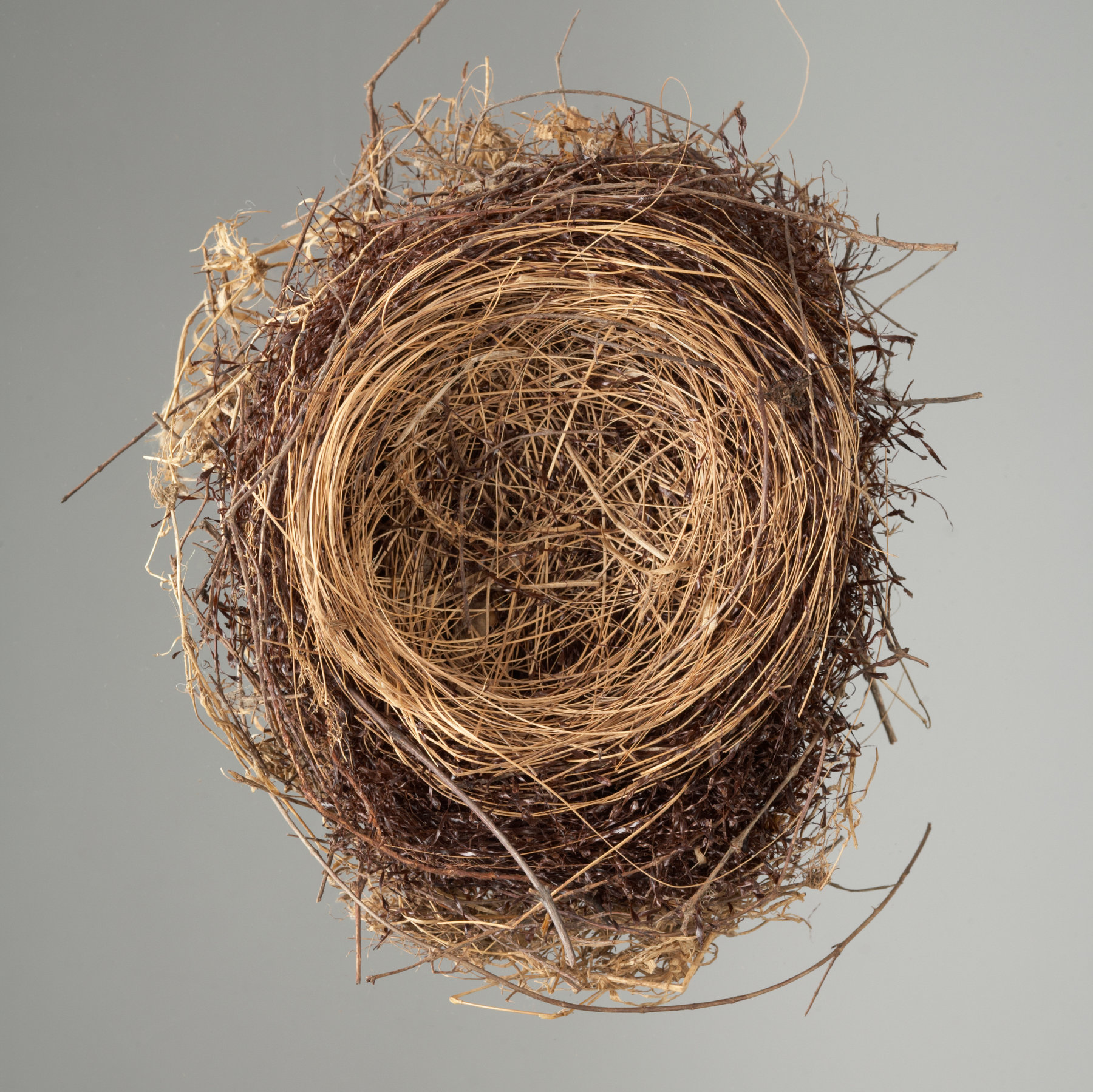 Detail Images Of Nests Nomer 5