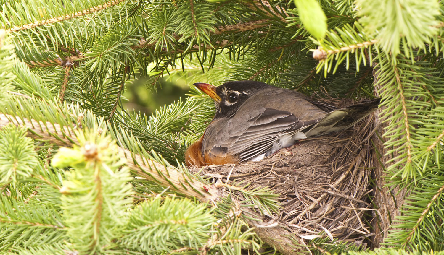 Detail Images Of Nests Nomer 50