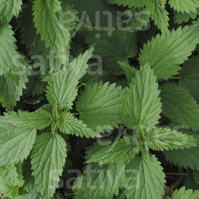 Detail Images Of Nettle Nomer 30