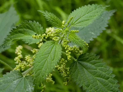 Detail Images Of Nettle Nomer 43