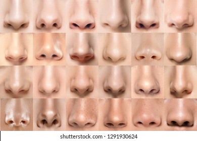 Detail Images Of Noses Nomer 27