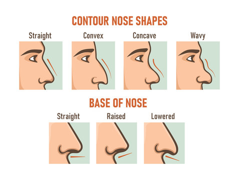 Detail Images Of Noses Nomer 33