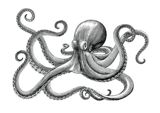 Detail Images Of Octopus Drawings Nomer 12