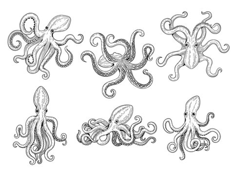 Detail Images Of Octopus Drawings Nomer 14