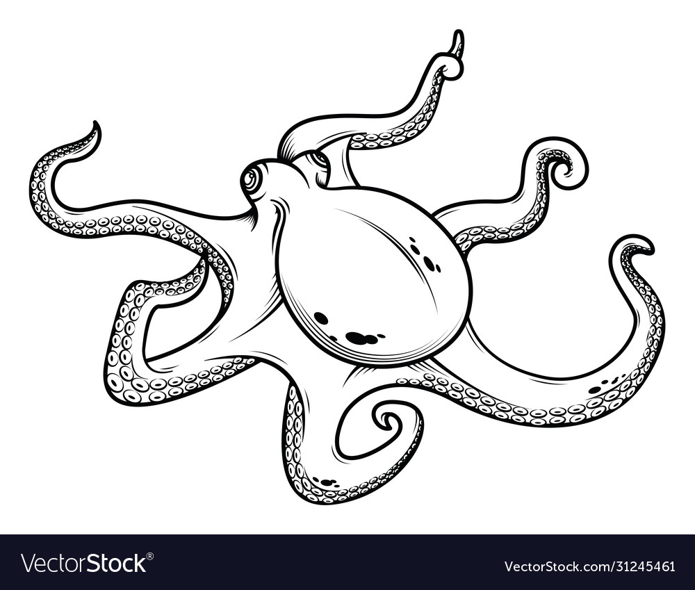 Detail Images Of Octopus Drawings Nomer 31