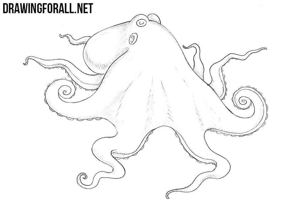 Detail Images Of Octopus Drawings Nomer 47