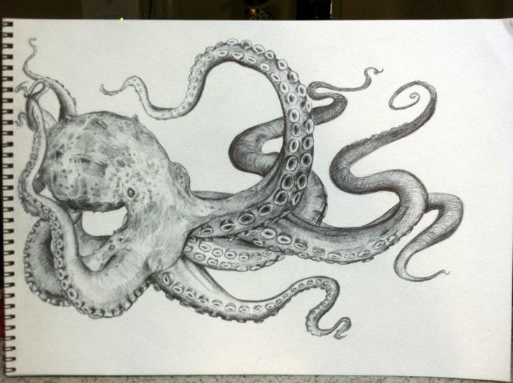 Detail Images Of Octopus Drawings Nomer 56