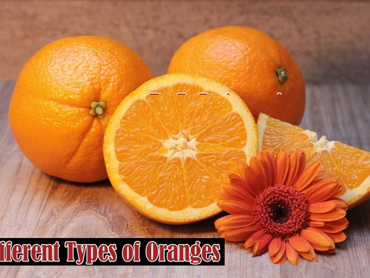 Detail Images Of Oranges Nomer 25
