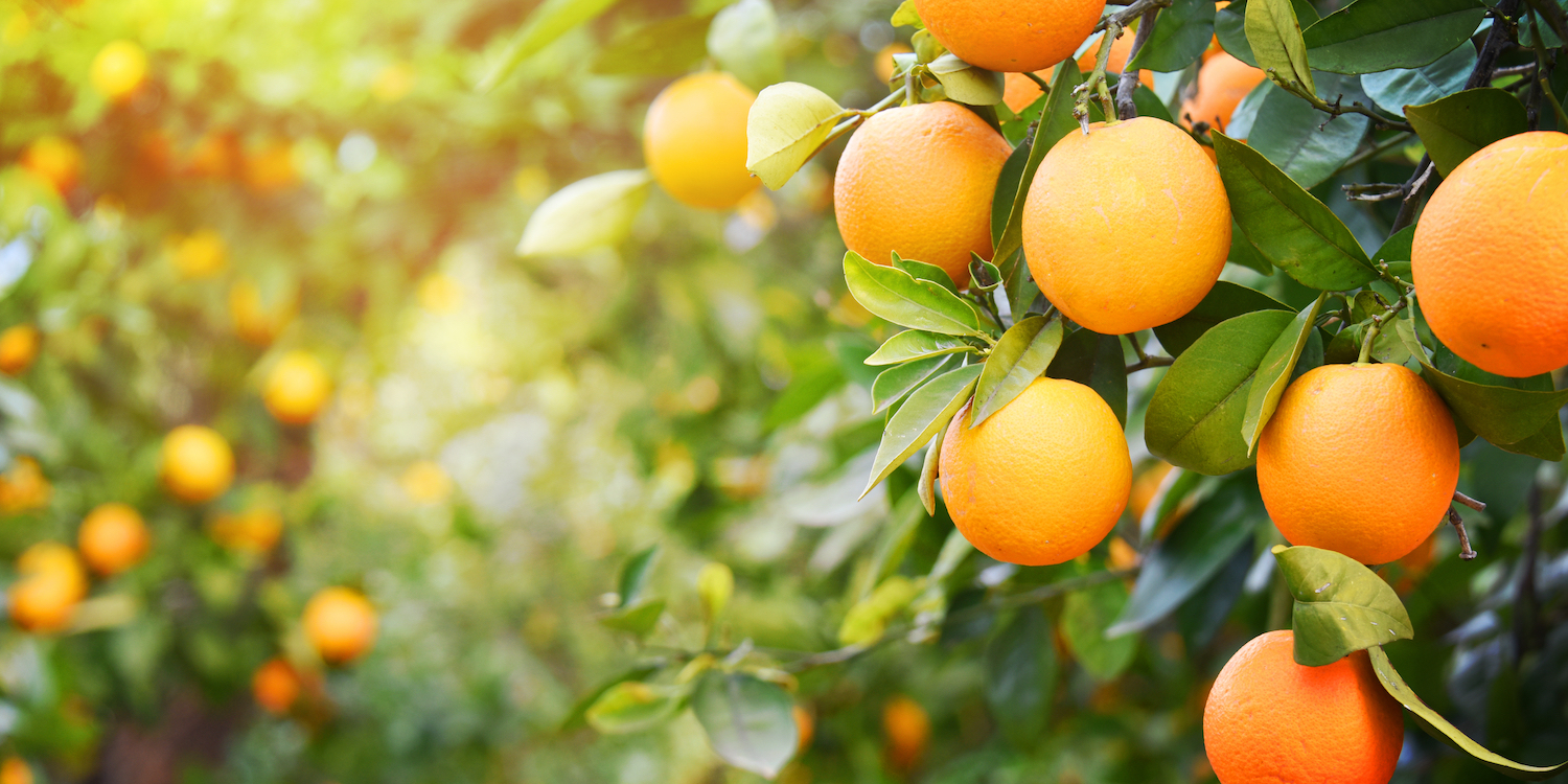 Detail Images Of Oranges Nomer 28
