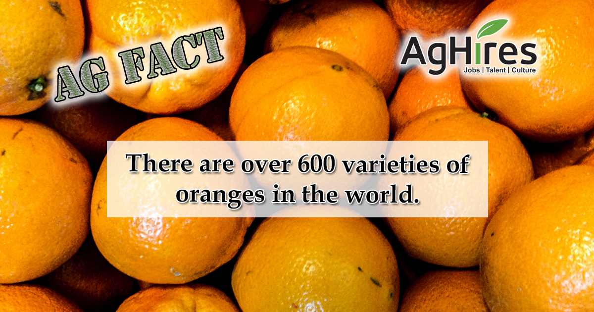 Detail Images Of Oranges Nomer 50
