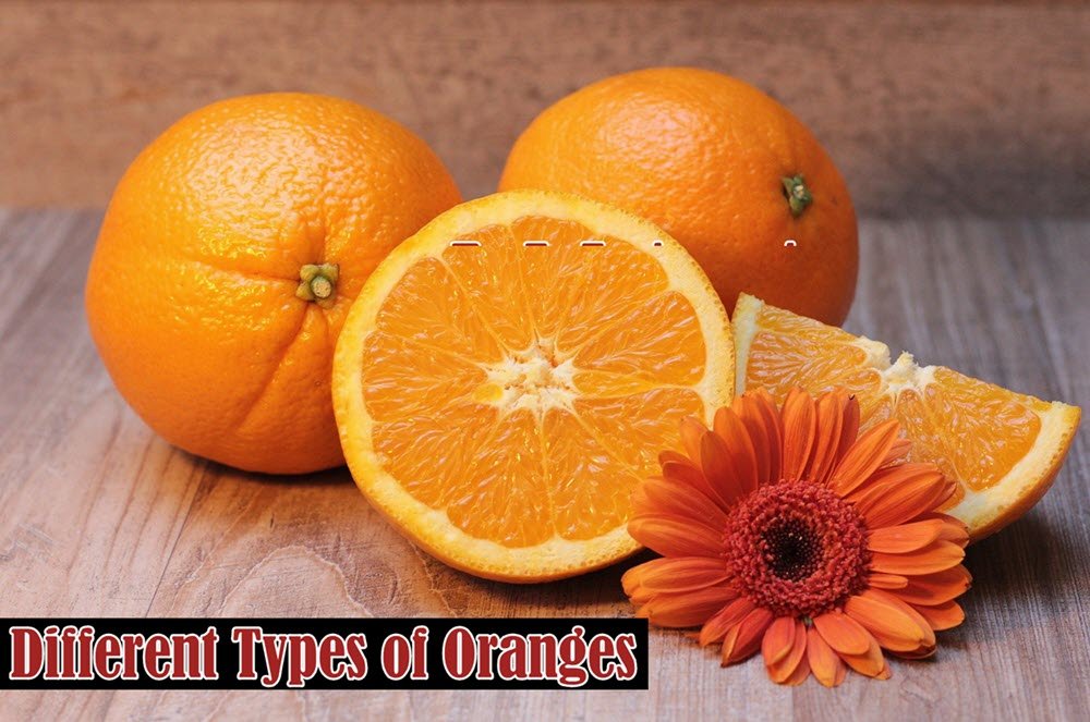 Detail Images Of Oranges Fruit Nomer 32