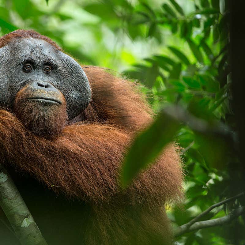 Detail Images Of Orangutans Nomer 13