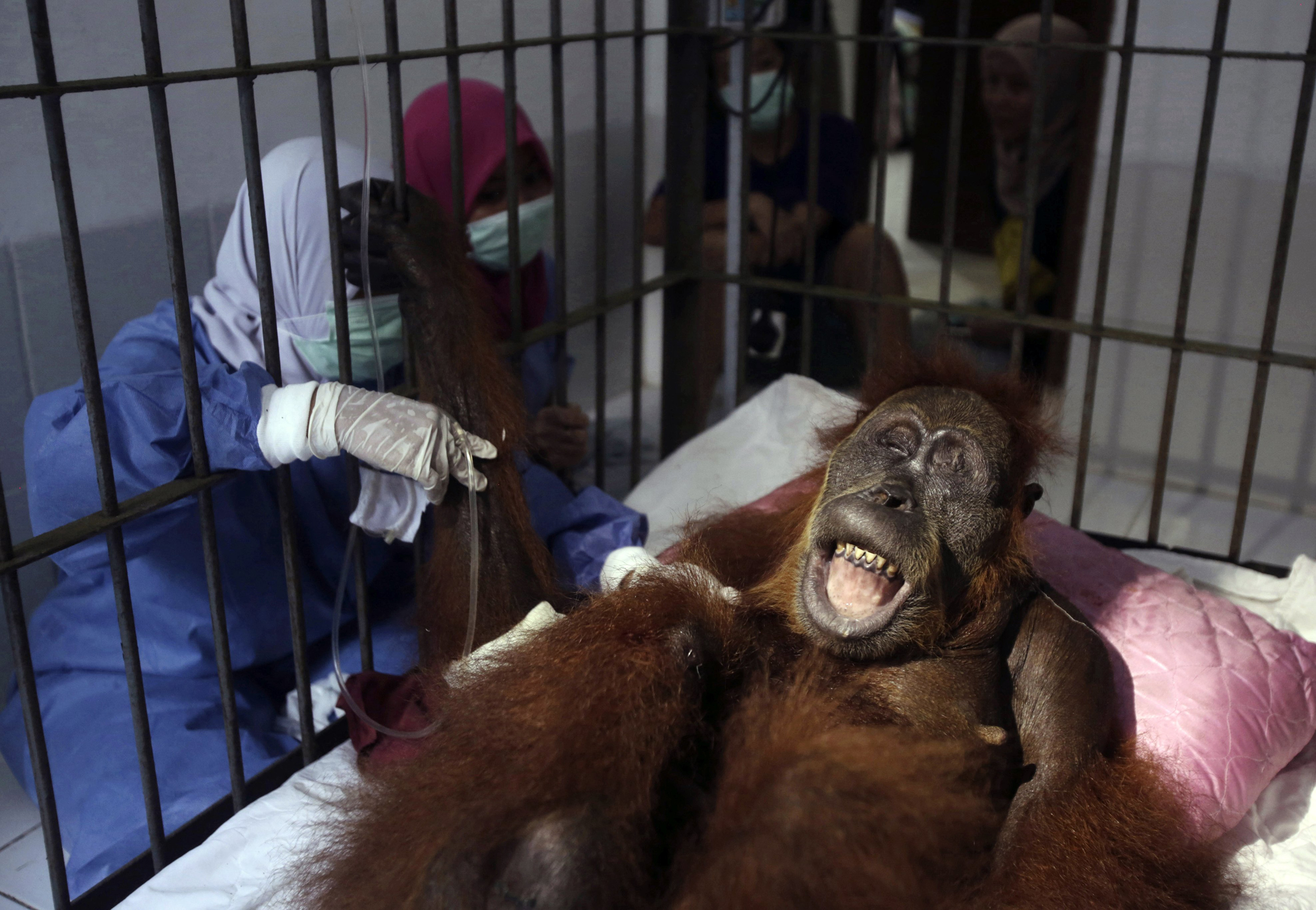Detail Images Of Orangutans Nomer 21