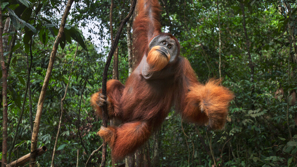Detail Images Of Orangutans Nomer 24