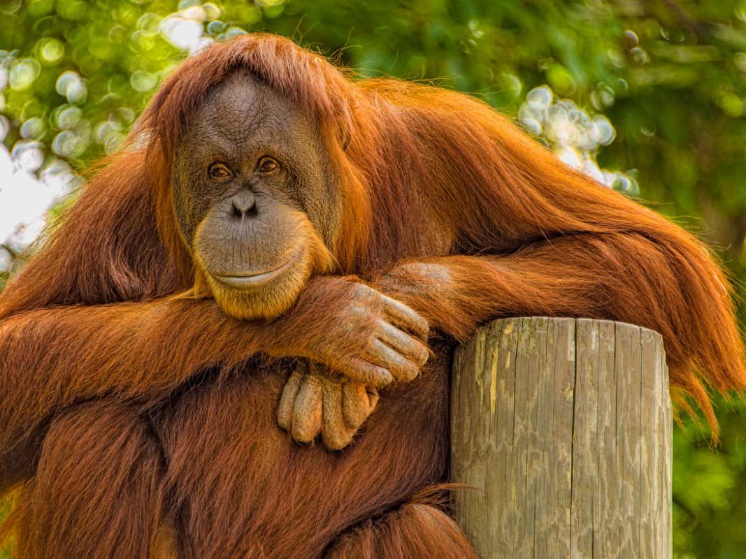 Detail Images Of Orangutans Nomer 33