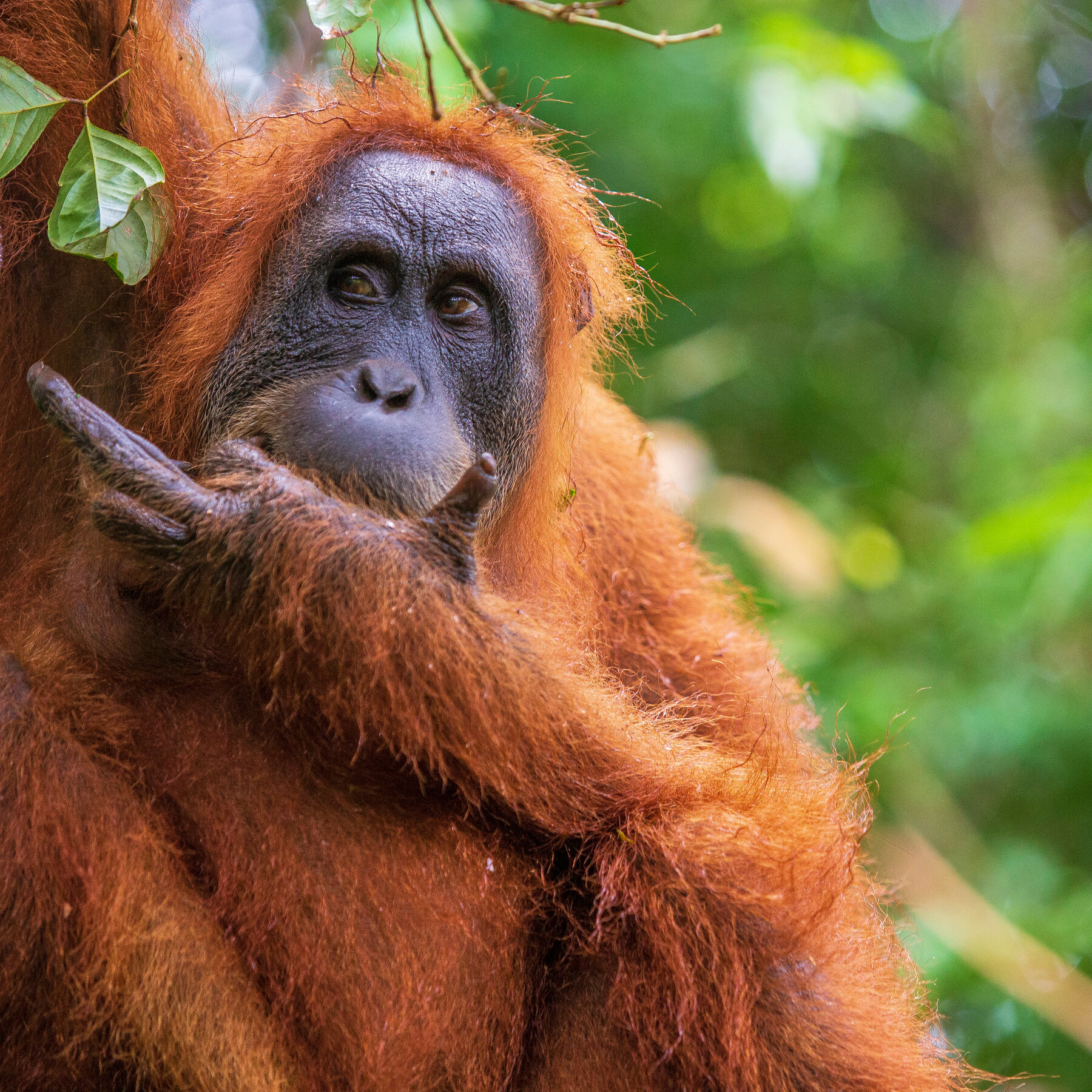 Download Images Of Orangutans Nomer 5