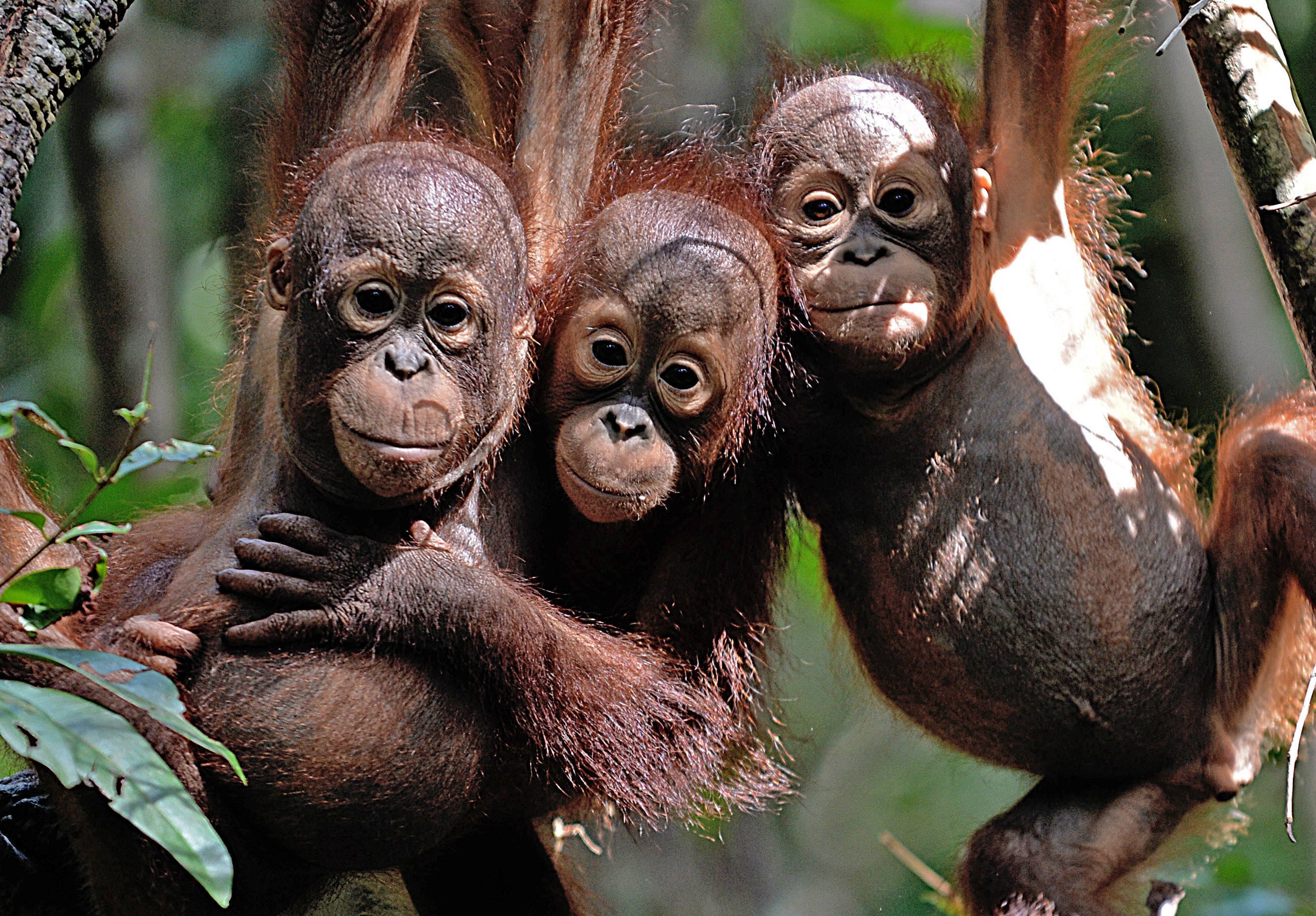Detail Images Of Orangutans Nomer 41