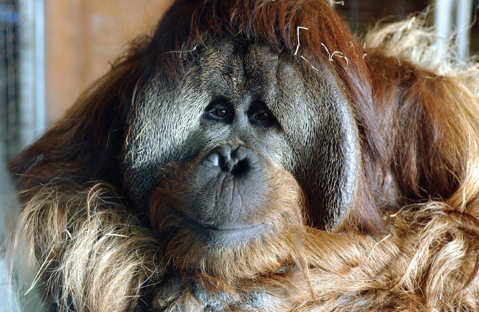 Detail Images Of Orangutans Nomer 48