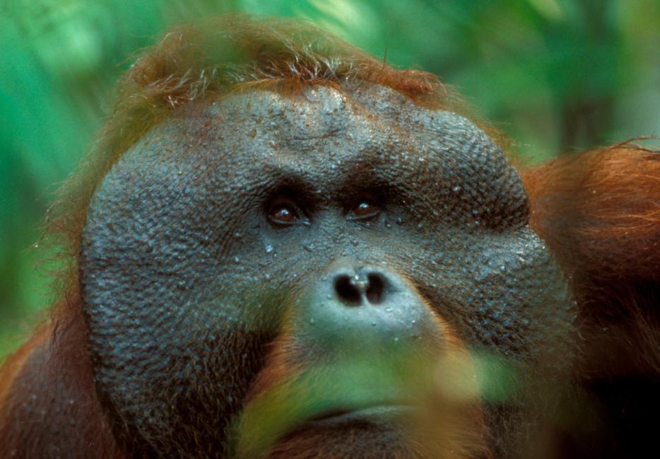 Detail Images Of Orangutans Nomer 52