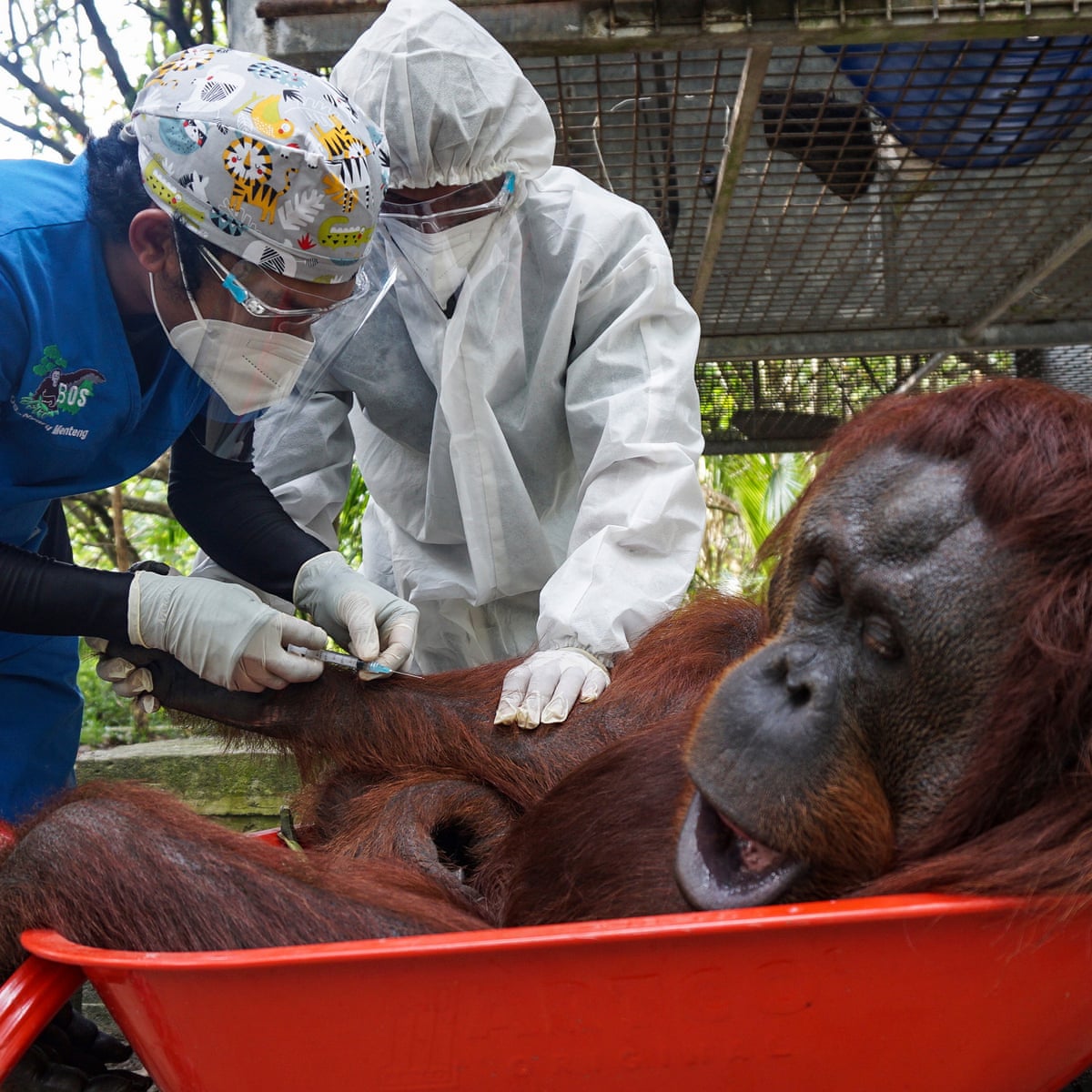 Detail Images Of Orangutans Nomer 56