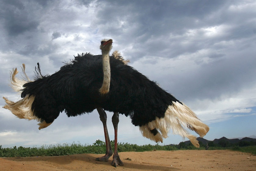 Detail Images Of Ostrich Bird Nomer 34