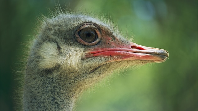 Detail Images Of Ostrich Bird Nomer 36