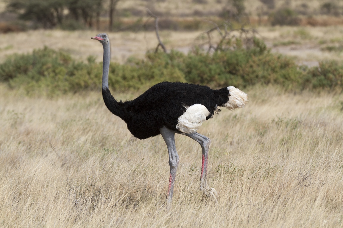 Detail Images Of Ostrich Bird Nomer 37