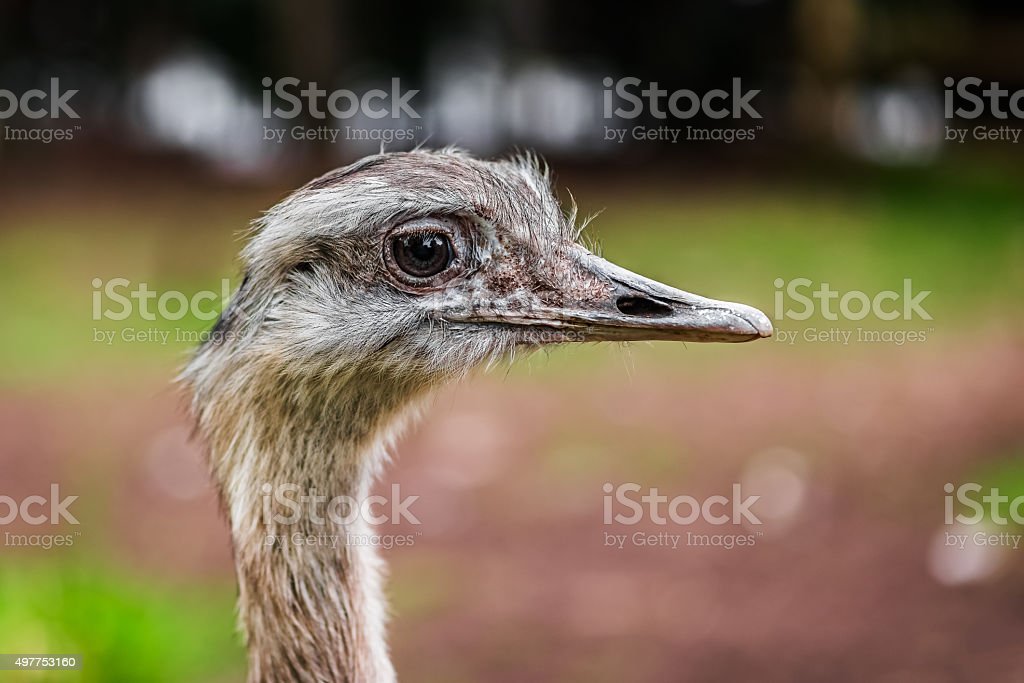 Detail Images Of Ostrich Bird Nomer 53