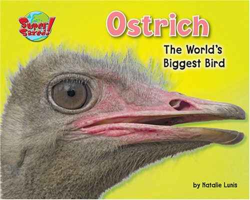 Detail Images Of Ostrich Bird Nomer 55