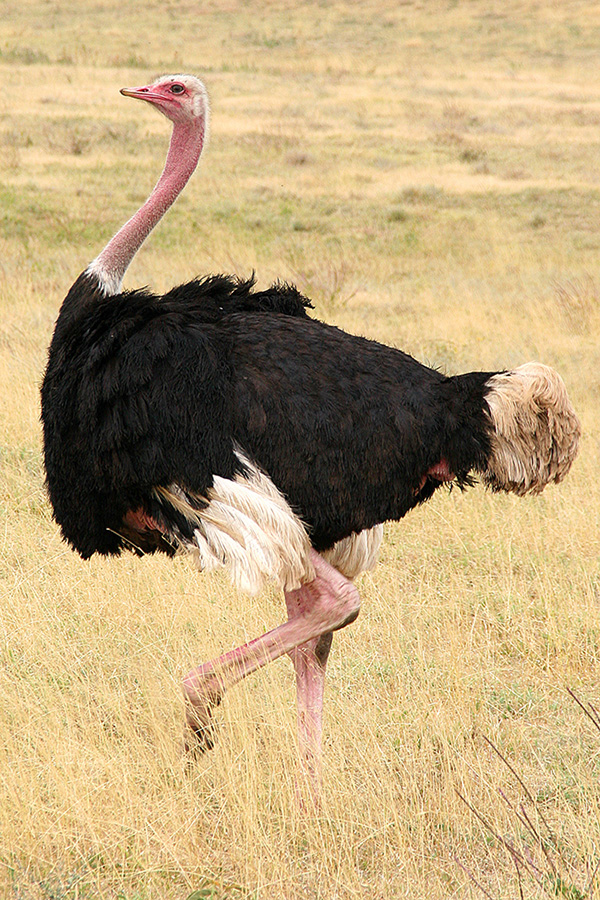 Detail Images Of Ostrich Bird Nomer 8