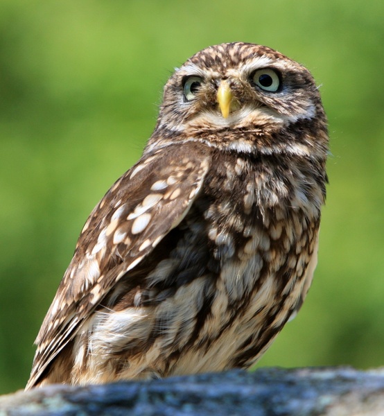 Detail Images Of Owl Bird Nomer 41