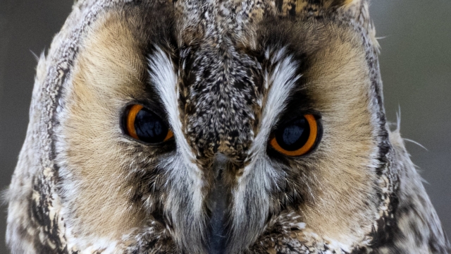 Detail Images Of Owl Bird Nomer 56