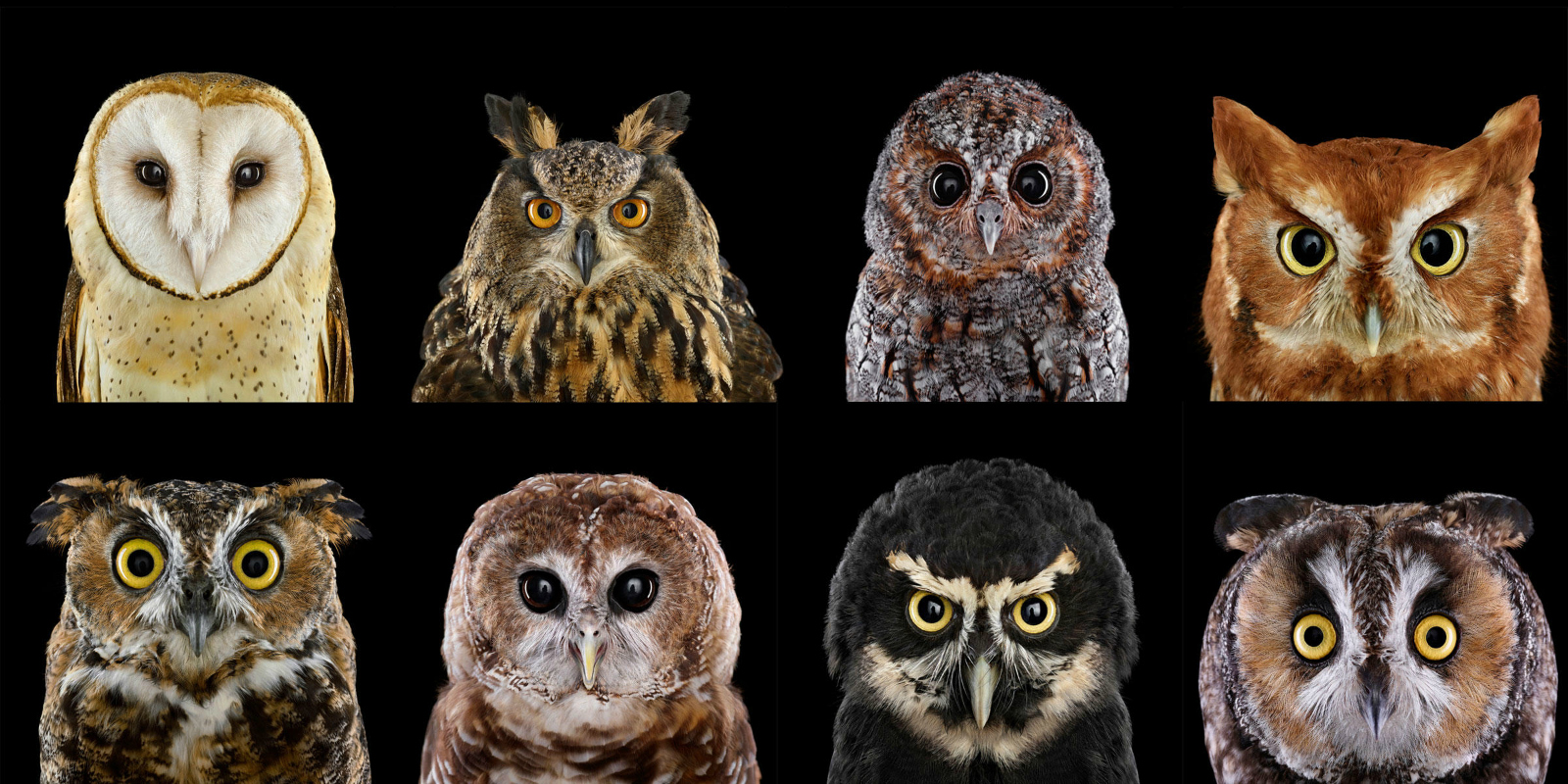 Detail Images Of Owls Nomer 11