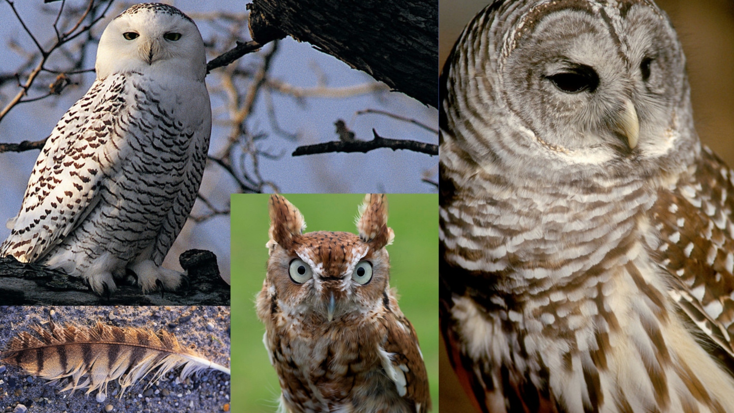 Detail Images Of Owls Nomer 18