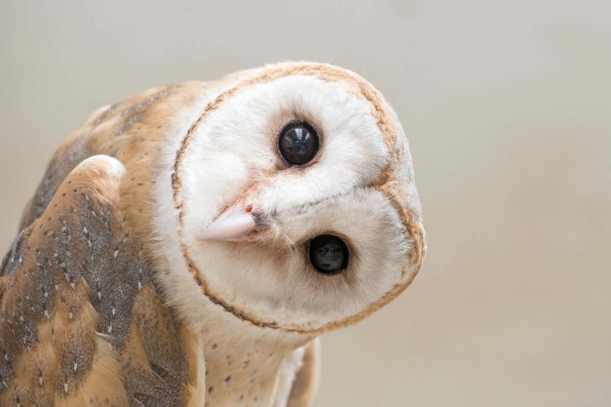 Detail Images Of Owls Nomer 20