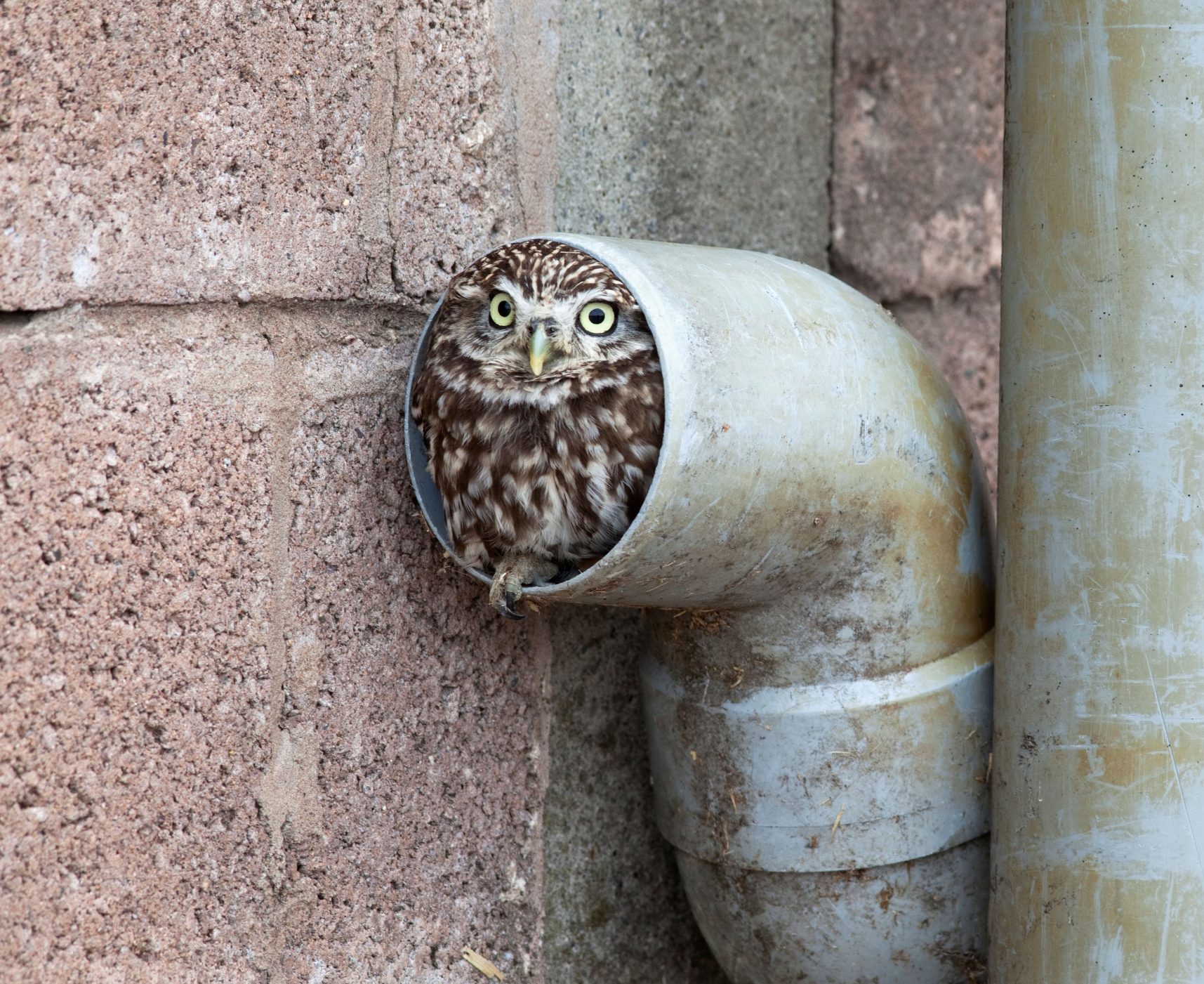 Detail Images Of Owls Nomer 33
