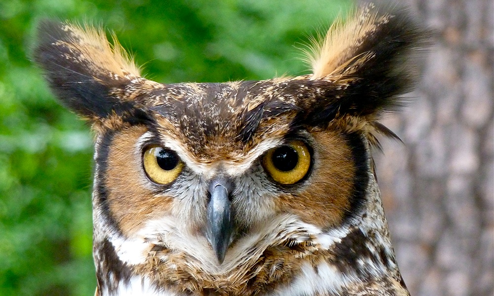 Detail Images Of Owls Nomer 5