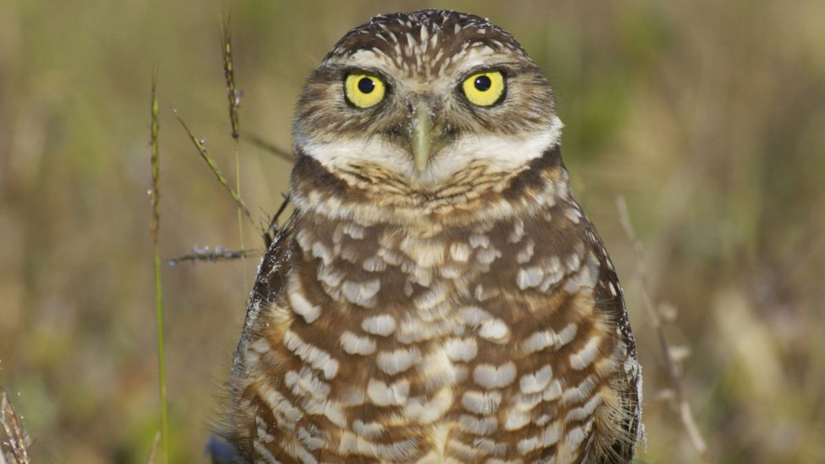 Detail Images Of Owls Nomer 52