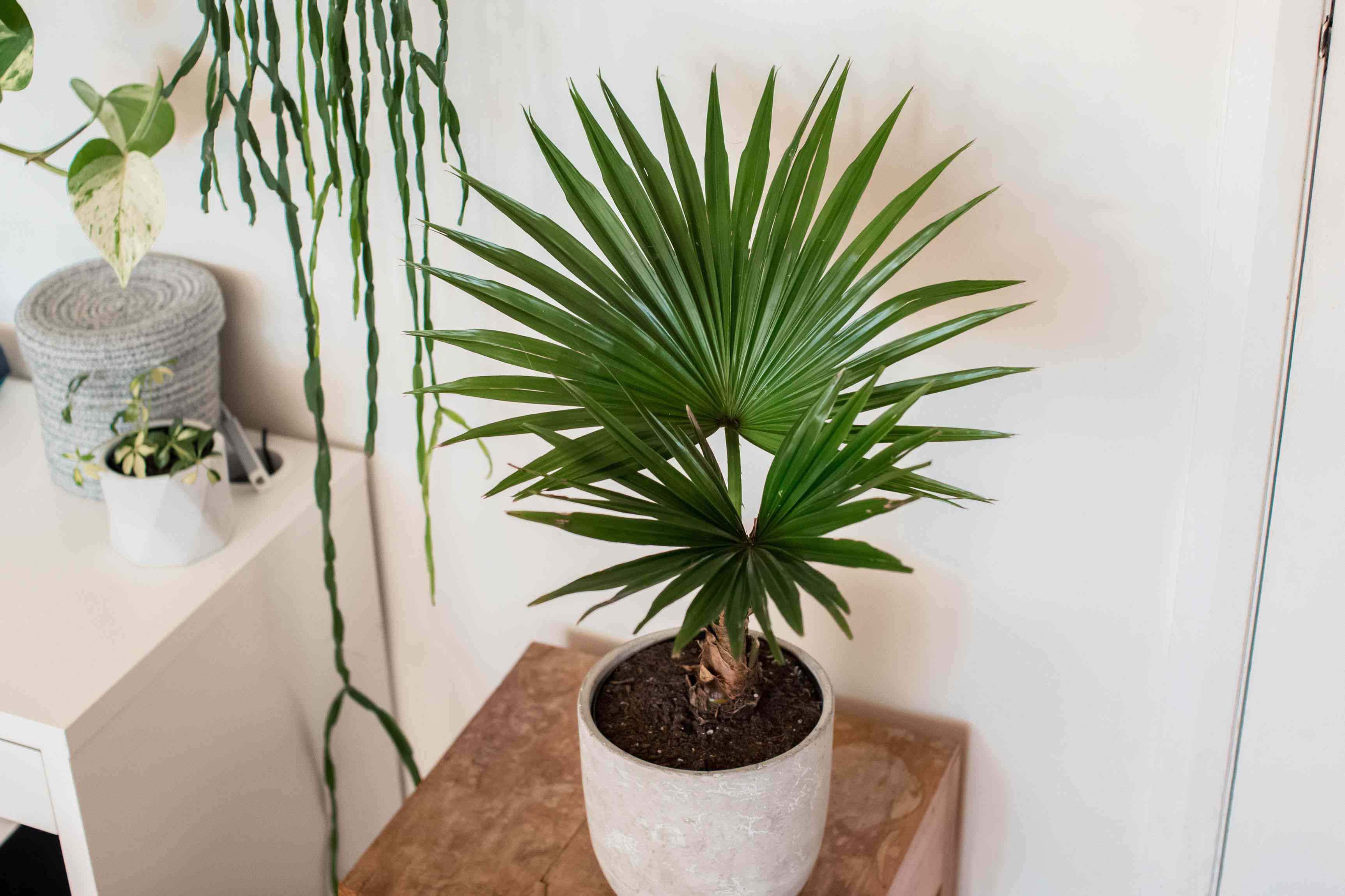 Images Of Palm Plants - KibrisPDR