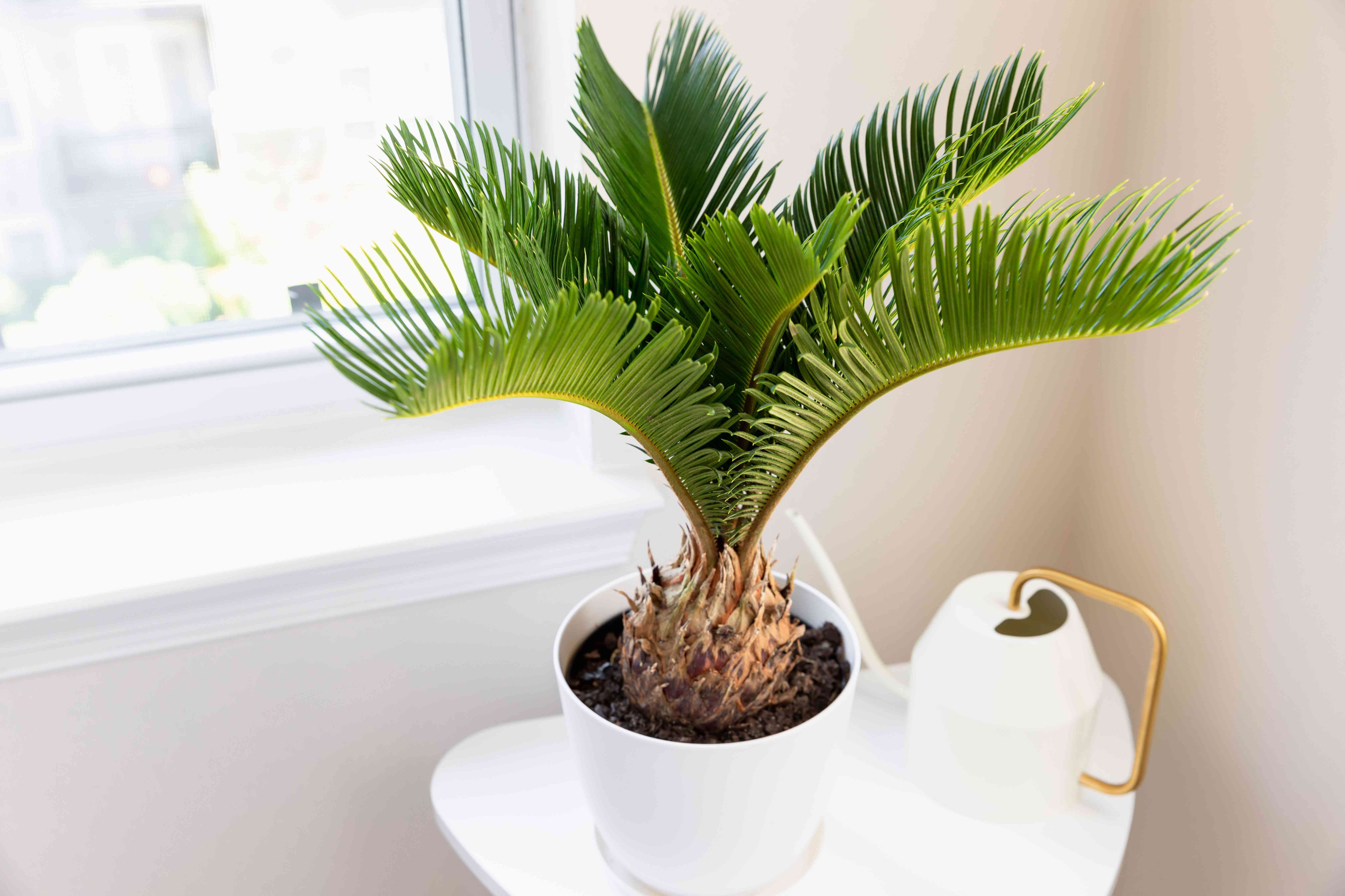 Detail Images Of Palm Plants Nomer 2