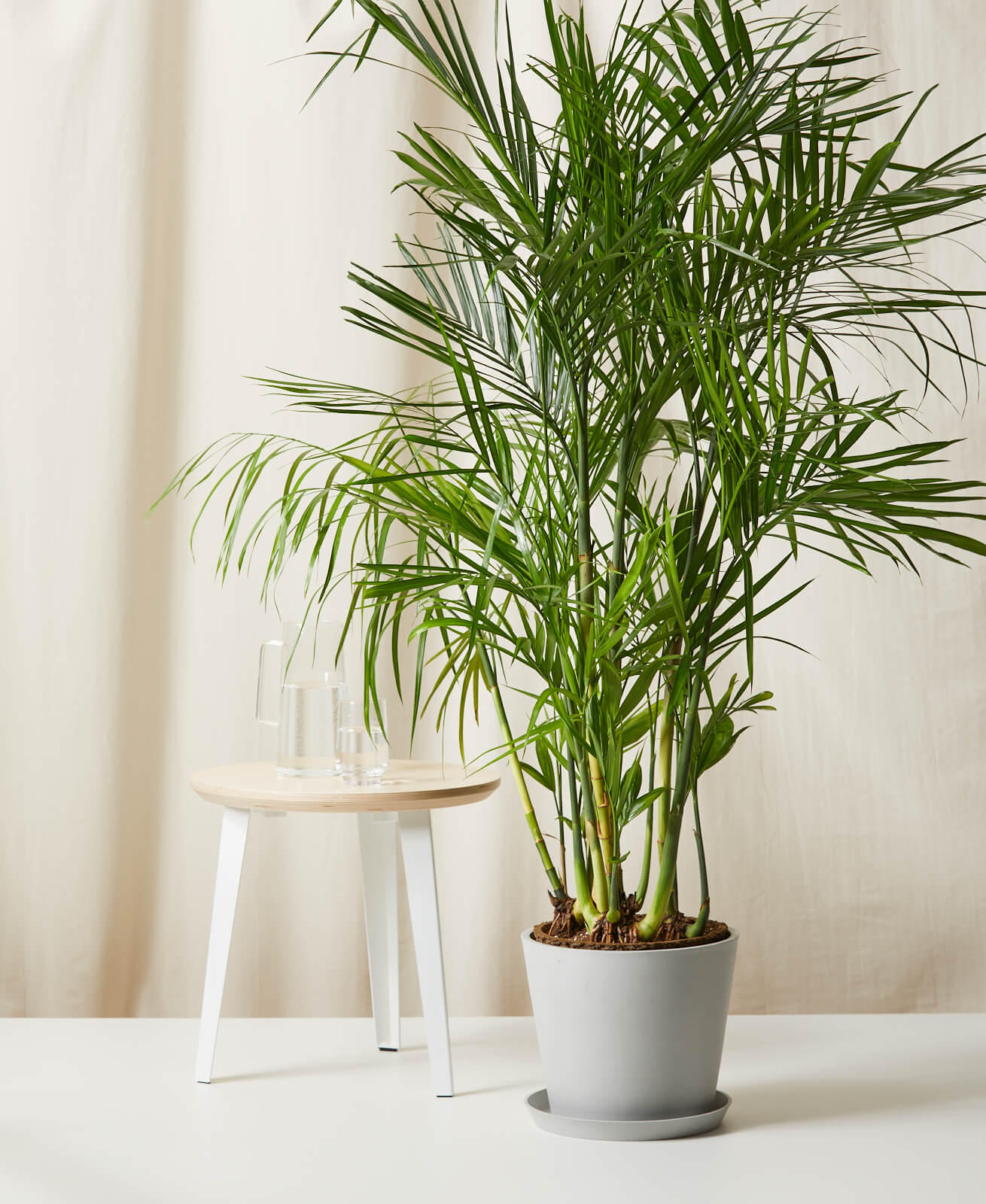 Detail Images Of Palm Plants Nomer 11