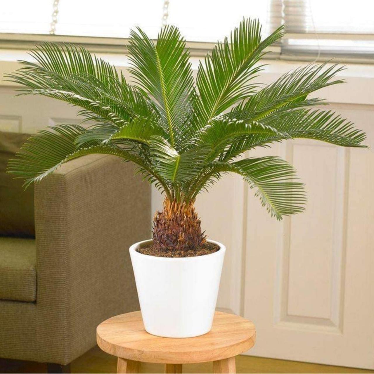 Detail Images Of Palm Plants Nomer 13