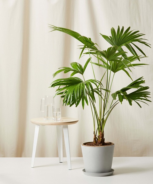 Detail Images Of Palm Plants Nomer 14