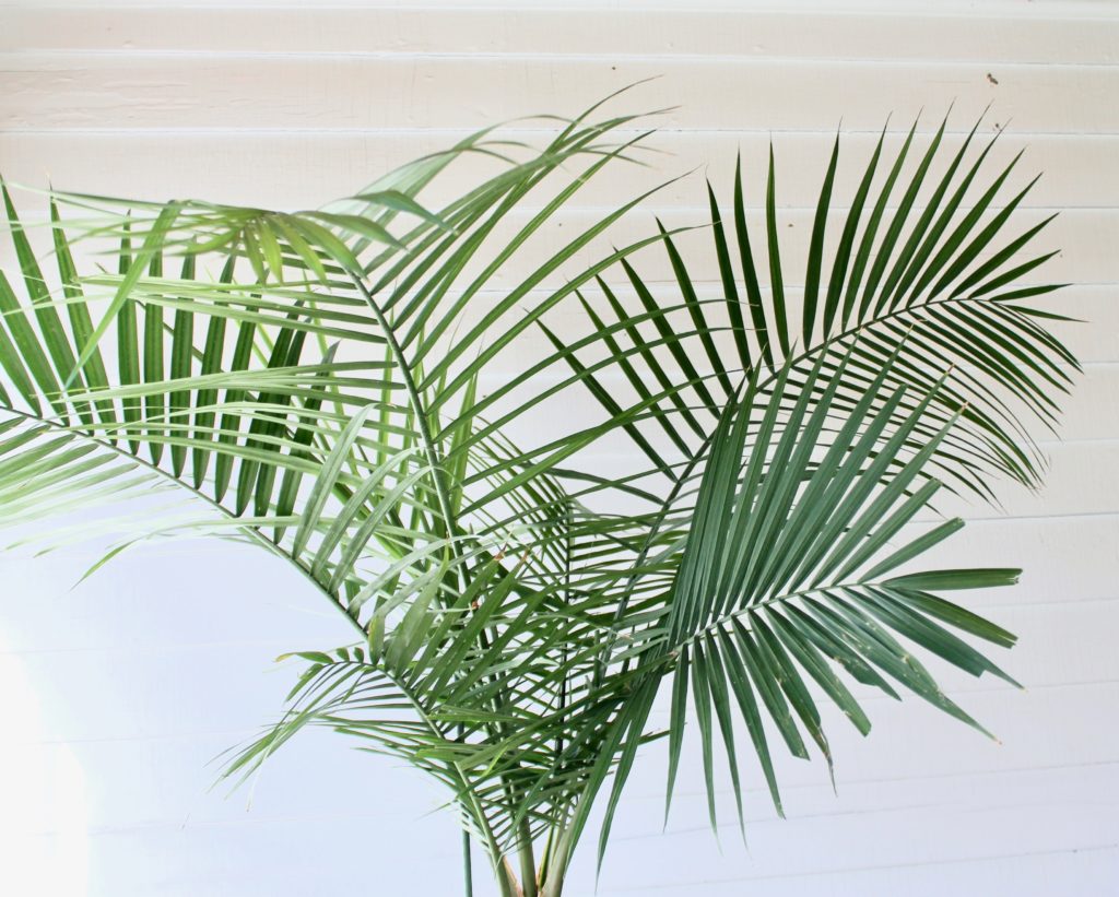 Detail Images Of Palm Plants Nomer 15