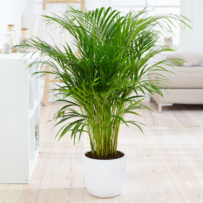 Detail Images Of Palm Plants Nomer 16