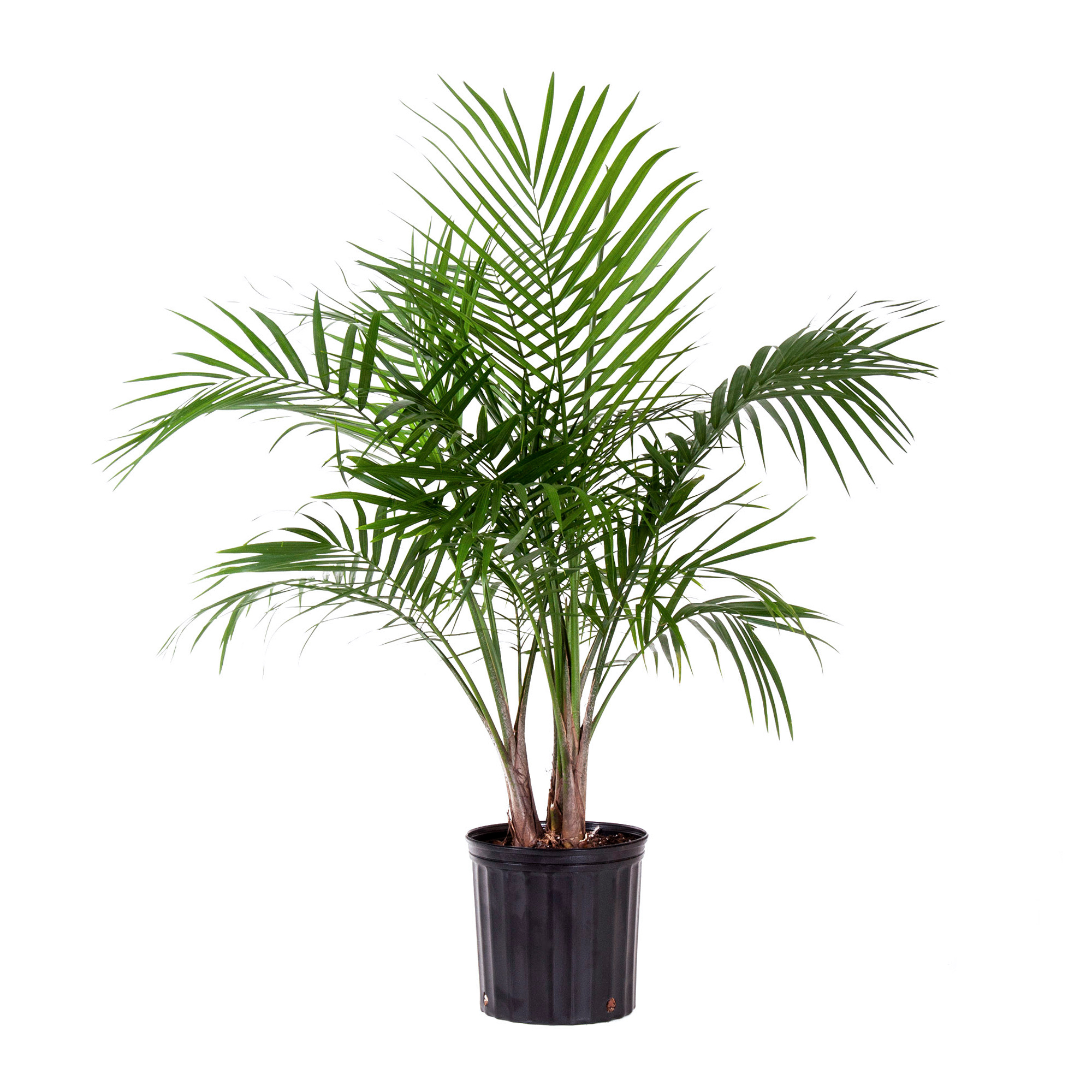 Detail Images Of Palm Plants Nomer 17