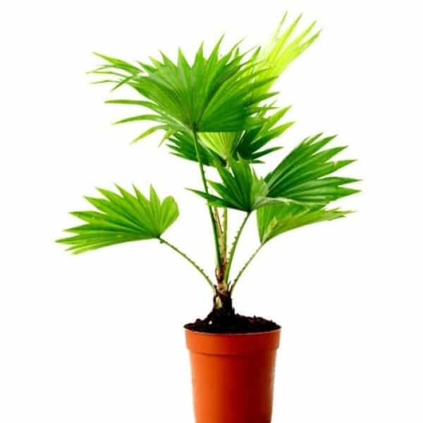 Detail Images Of Palm Plants Nomer 18